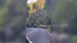 Wild elephant family walking along road blocks drivers in Thailand