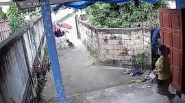 Fighting pet dogs drag clothesline onto the road as resident chases after them