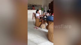 Pet owner turns fluffy Chow Chow dog into comfortable footrest while she eats breakfast