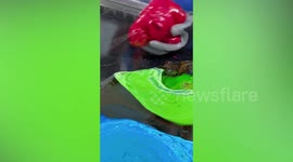 Mouth-watering ASMR footage shows colourful candy being made on Thai stall