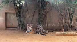 Leopard massages tiger it grew up with at zoo in China