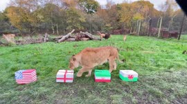 Cute footage shows a pride of lions showing affection for their namesake England football team ahead of World Cup England vs Wales