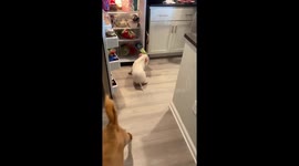Cute piglet will do anything to eat celery