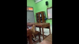 Studious cat adorably sits in class and listens to teacher
