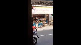 This chicken happily rides along on back of owner's motorcycle