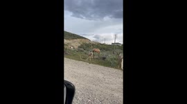 Baby horse running around and falling