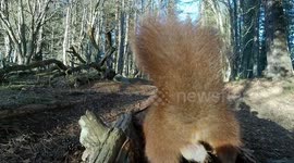 A funny and close look at the cute, furry Red Squirrels nuts.