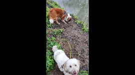 Labradoodle slips, rolls, and hilariously falls into a river
