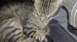 Meus gatinho tirando uma soneca depois de ter feito um lanche