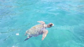 Marathonisi turtle island zakynthos