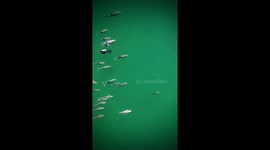 Drone footage of a large pod of porpoises off Delray Beach, Florida.