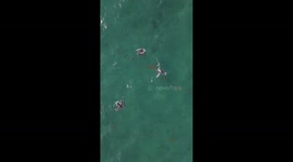 Slow motion drone footage shown of three pelicans taking off from the water in succession.