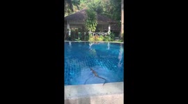 Monitor lizard swimming in a pool