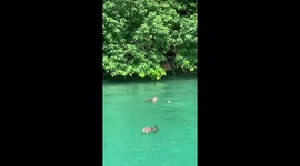 Monkeys learnt to swim in Thailand to get food from tourists