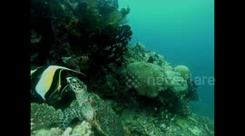 Turtle sat in a beautiful coral reef in FIji, Taveuni. A great dive