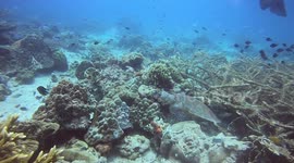 A Hawksbill Turtle chilling on the reef in Tioman Island, Malayasia
