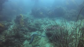 A Hawksbill Turtle swims towards a diver to come and say Hi in Indoensia