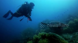 Curious turtle swimming past scuba diver in Indonesian paradise