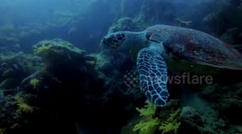 Sea turtle gently gliding along the reef in Karimunjawa Isnalds