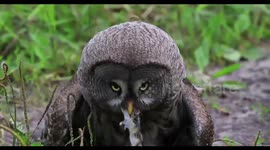 World's largest species of owl captured gulping down a mouse