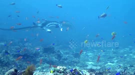 Close Encounter with a marvellous Manta Ray in Komodo island, Indonesia