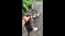 Cute kitten chases away pack of ducks