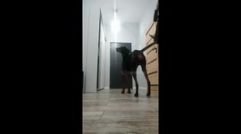 Get this dog in the NBA! Doberman excitedly leaps high into the air