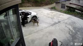 Protective pet dog pushes little boy back to house as toddler tries to chase after his daddy