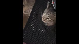 Savage cat rips a hole in his litter mat and pokes his head through it