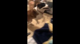 Cute dog forgot about her toy and went right back to it!