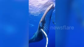 Diving group has hair-raising close encounter with a curious 30-foot humpback whale
