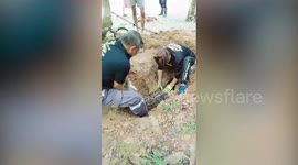 Massive 17ft long python caught in family's water pipe