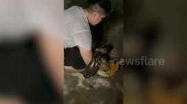 Residents catch large python hiding inside pet bird's enclosure