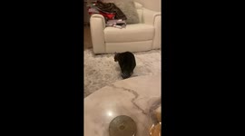 Such an actress - a cat pretending to be shot