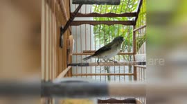 MEU PAPA CAPIM COLEIRO CANTANDO MUITO DANO SHOW, ELE TEM O CANTO MUITO LINDO