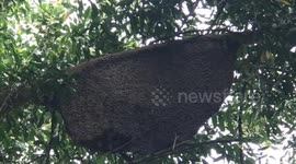 Watch giant bee swarm create stunning shimmering waves