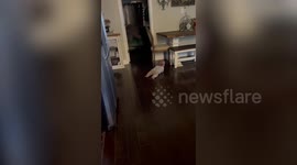 US tot has hilarious way of getting around - rolling everywhere Mission Impossible-style