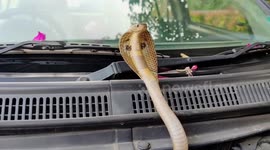 Man finds cobra hiding inside his taxi