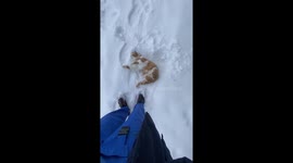 Cute stray cat loves playing in snow