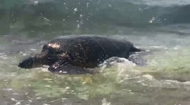Turtle eating on hawaii beach | north shore Oahu | green sea turtle
