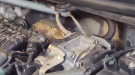 Godzilla-like monitor lizard found sleeping in family's car engine