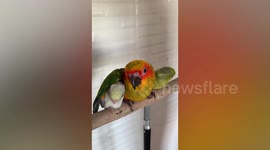 Sweet moment tiny Forpus parrot sleeps under Sun Conure’s wide wings