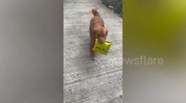 Clever dog receives his owner’s parcel from delivery rider