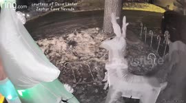 Baffled bear attacks inflatable Christmas reindeer