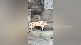 Talented man crafts wooden ox that he takes out for a walk