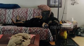 Dog sleeping with ferocious smile