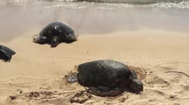 Green sea turtle coming on the beach on the north shore of hawaii | two green sea turtles resting on the beach on oahu