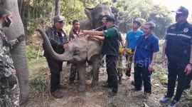 Mother and baby elephant released into forest two years after being rescued
