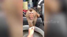 Tourist befriends hungry wild monkey