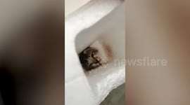 Hapless stray kitten with head stuck on polystyrene box’s hole rescued